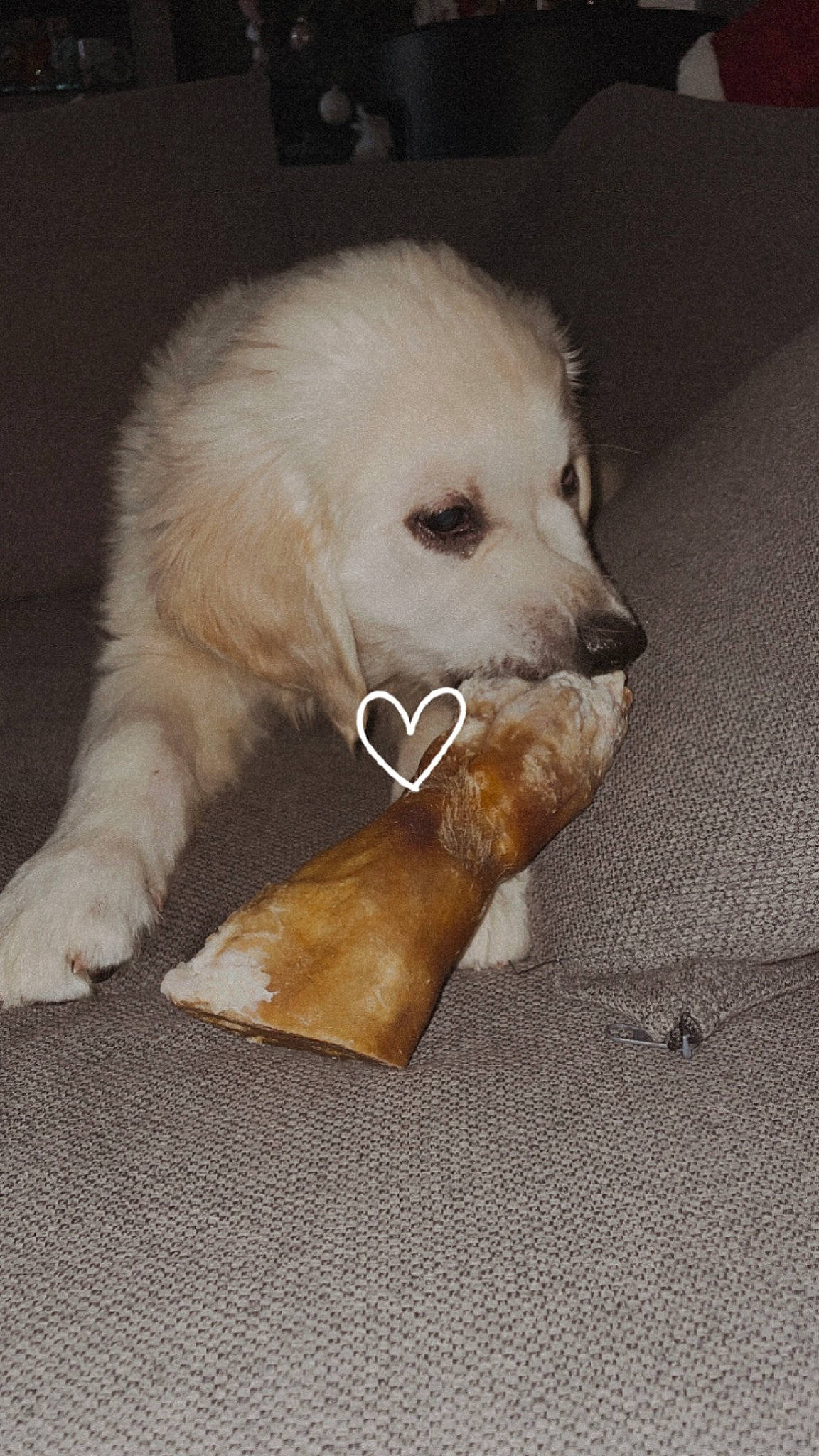 Shadow participe au concours pour gagner de l'argent avec cette photo : ball, canidae, carnivore, companion_dog, dog, dog_breed, dog_supply, ear, fawn, fur, non_sporting_group, paw, puppy, retriever, small_greek_domestic_dog, snout, sporting_group, toy_dog, whiskers, working_animal