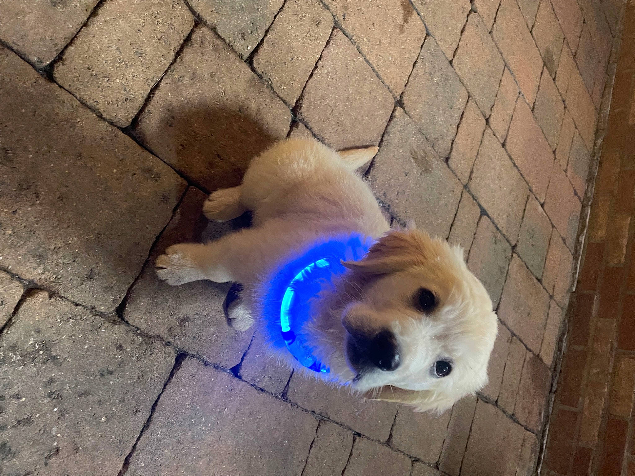 Shadow a rejoint le concours — aidez-le/la à gagner de superbes lots ! ball, canidae, carnivore, companion_dog, dog, dog_breed, dog_supply, fawn, flooring, fur, non_sporting_group, paw, pet_supply, road_surface, shadow, sporting_group, tail, working_animal