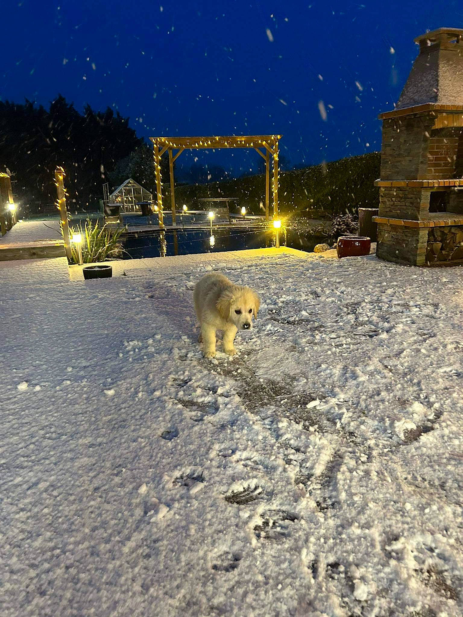 Shadow participe au concours pour gagner de l'argent avec cette photo : asphalt, atmosphere, building, carnivore, darkness, dog, fawn, freezing, horizon, landscape, midnight, night, road_surface, shadow, sky, snow, street_light, tints_and_shades, tree, winter
