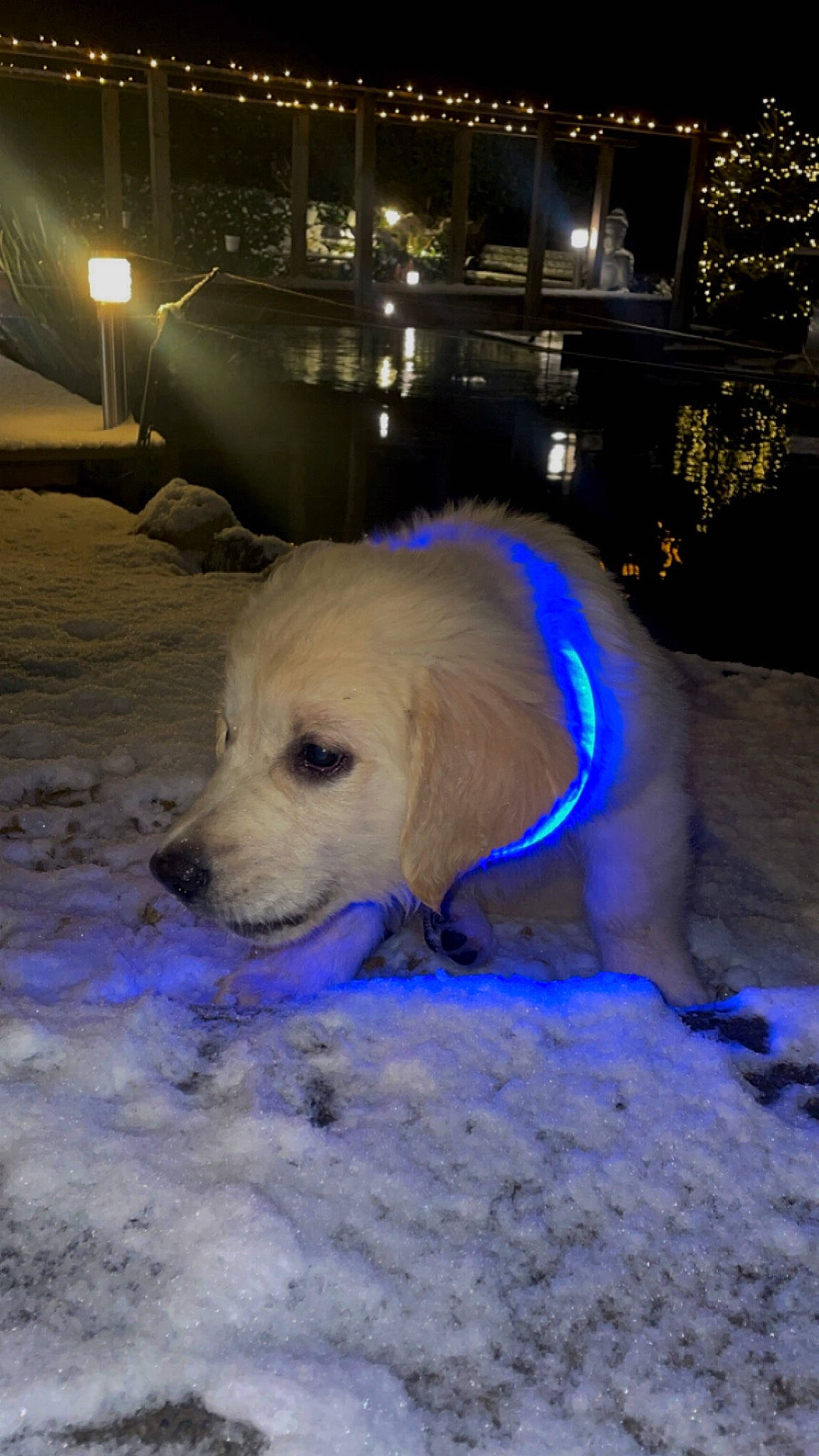 Shadow a rejoint le concours — aidez-le/la à gagner de superbes lots ! blue, canidae, carnivore, darkness, dog, dog_breed, electric_blue, event, freezing, midnight, night, sky, snow, sporting_group, winter