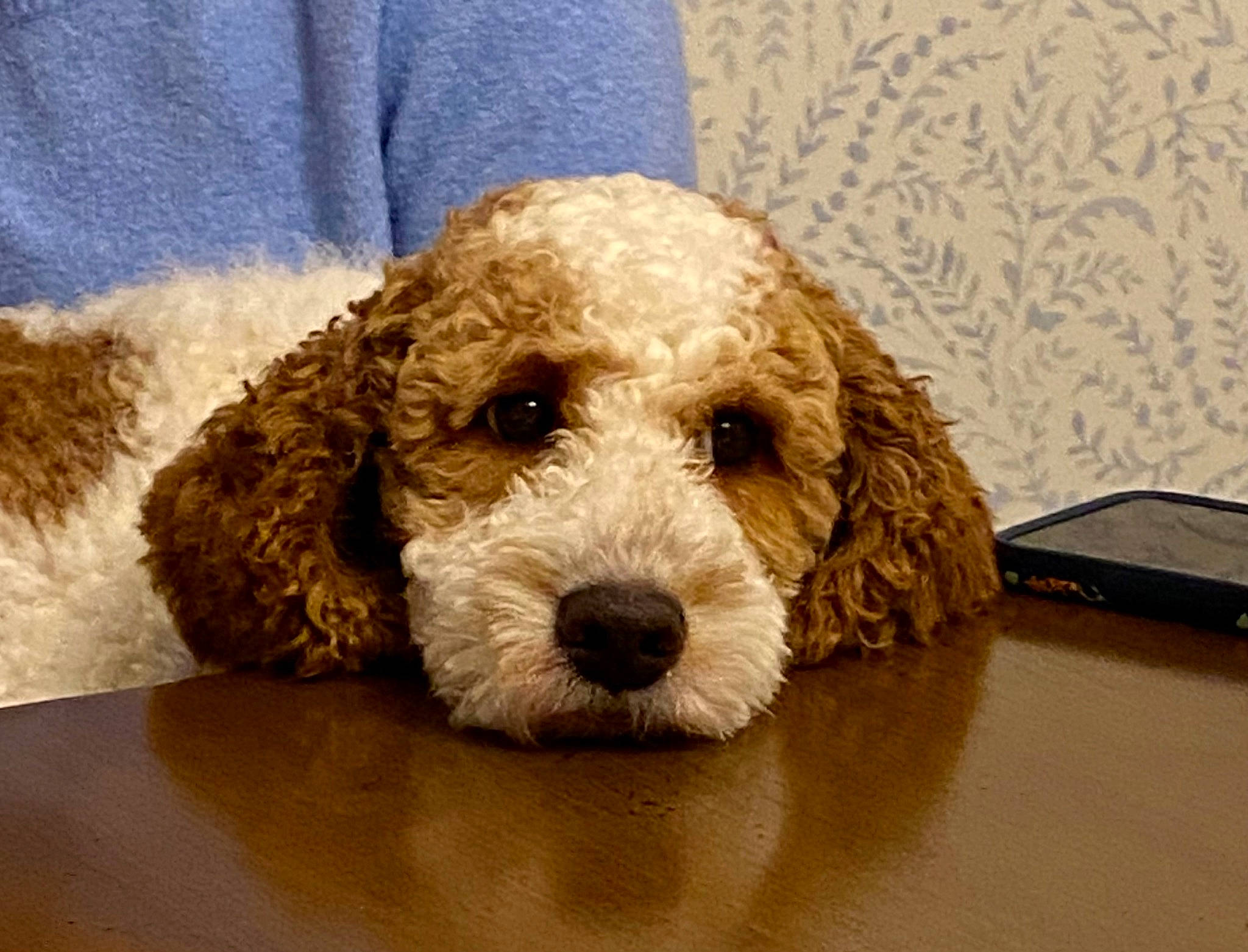 Barney joined the competition — help win amazing prizes! canidae, carnivore, companion_dog, dog, dog_breed, dog_food, fur, maltepoo, pet_supply, poodle, poodle_crossbreed, puppy, rectangle, snout, sporting_group, terrier, toy_dog, water_dog, working_animal, yorkipoo