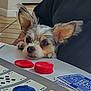 Ellie is registered to the contest to win money with this photo: dog, small_dog, playing_cards, poker_chips, table, indoor, ears, resting, watching, cards, chips, closeup, furry, pet, board_game, game, animal, cute, brown, white