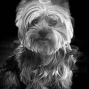 Romeo a rejoint le concours — aidez-le/la à gagner de superbes lots ! dog, portrait, black_and_white, fluffy, pet, animal, fur, sitting, cute, indoors, canine, face, long_hair, ears, whiskers, looking, calm, closeup, adorable, companion