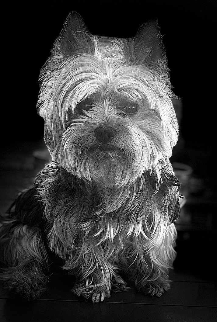 Romeo a rejoint le concours — aidez-le/la à gagner de superbes lots ! dog, portrait, black_and_white, fluffy, pet, animal, fur, sitting, cute, indoors, canine, face, long_hair, ears, whiskers, looking, calm, closeup, adorable, companion