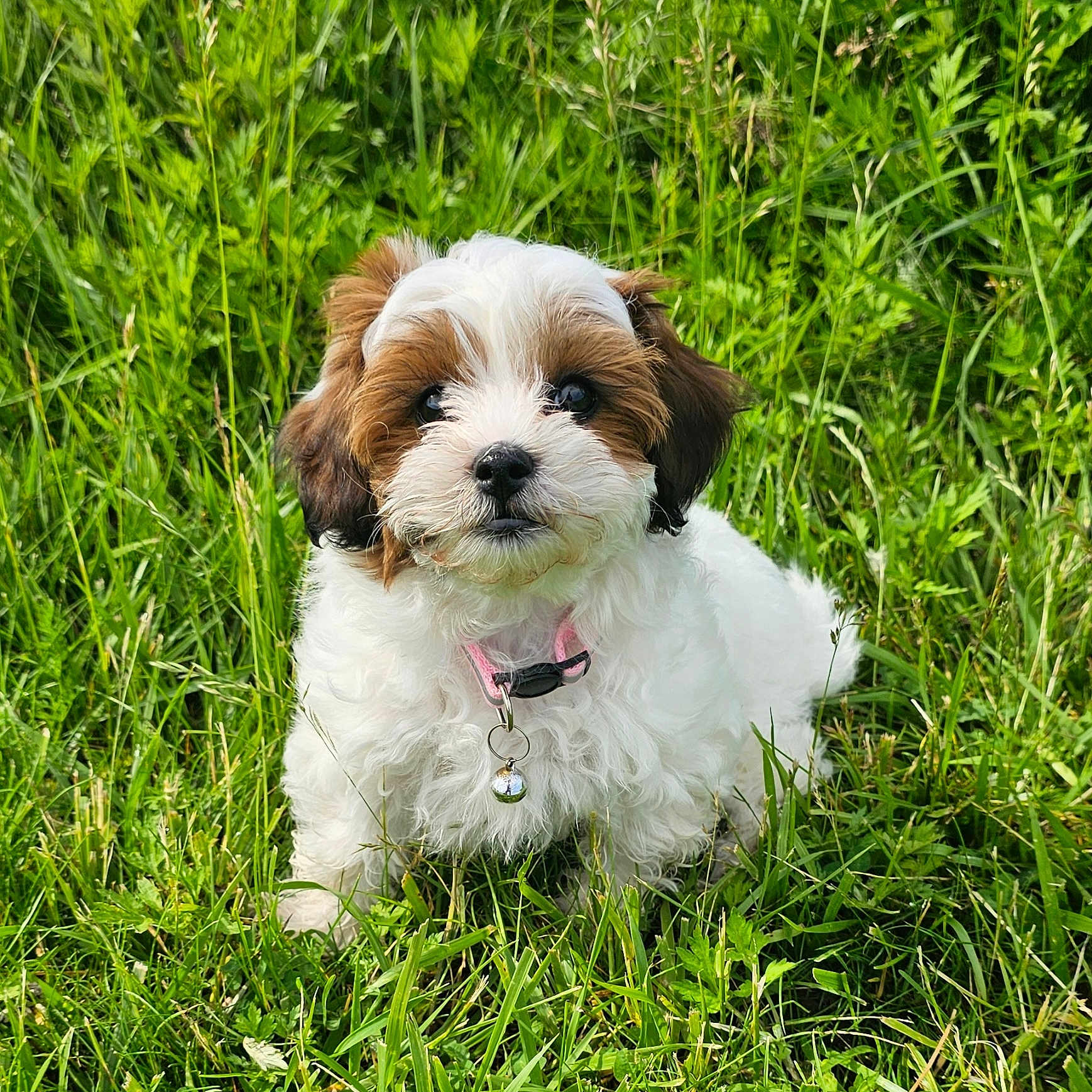 Diamond is registered to the contest to win money with this photo: adorable, animal, bell, collar, cute, dog, eyes, face, fluffy, fur, grass, greenery, nature, outdoor, pet, puppy, sitting, small, summer, young
