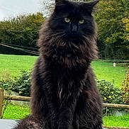 Rocky a rejoint le concours — aidez-le/la à gagner de superbes lots ! cat, black_cat, fluffy, long_hair, pet, animal, outdoor, greenery, field, tree, nature, feline, sitting, fur, whiskers, tail, peaceful, calm, daytime, portrait