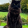 cat, black_cat, fluffy, long_hair, pet, animal, outdoor, greenery, field, tree, nature, feline, sitting, fur, whiskers, tail, peaceful, calm, daytime, portrait