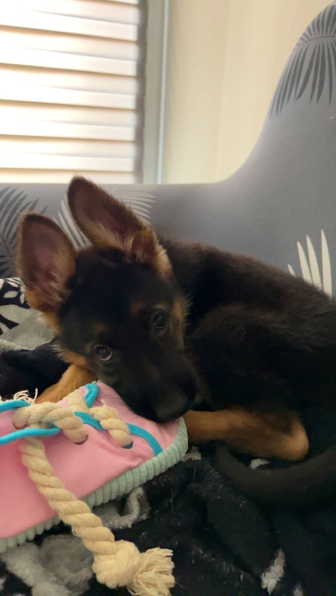 Volt a rejoint le concours — aidez-le/la à gagner de superbes lots ! canidae, carnivore, comfort, companion_dog, dog, dog_breed, dog_supply, ear, fawn, felidae, fur, linens, nap, paw, small_to_medium_sized_cats, snout, sporting_group, toy_dog, whiskers, working_animal