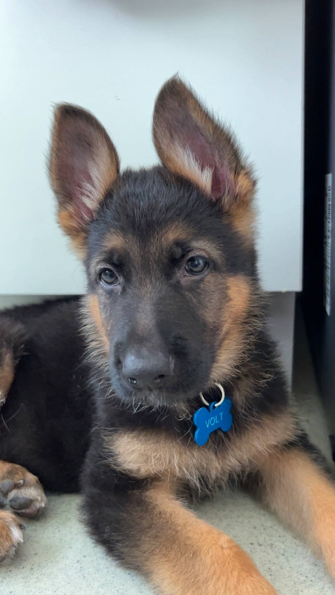 Volt participe au concours pour gagner de l'argent avec cette photo : canidae, carnivore, companion_dog, dog, dog_breed, dog_supply, ear, east_european_shepherd, fawn, fur, german_shepherd_dog, herding_dog, king_shepherd, old_german_shepherd_dog, pet_supply, snout, sporting_group, terrestrial_animal, working_animal, working_dog