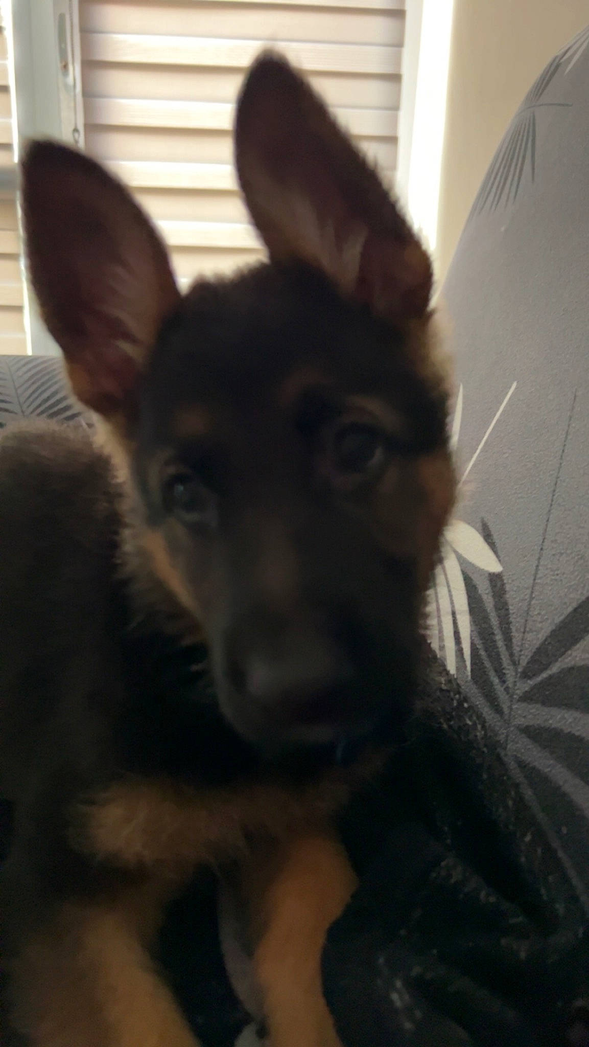 Volt participe au concours pour gagner de l'argent avec cette photo : canidae, carnivore, companion_dog, darkness, dog_breed, ear, fawn, fur, german_shepherd_dog, marsupial, pack_animal, terrestrial_animal, whiskers, wildlife, working_animal