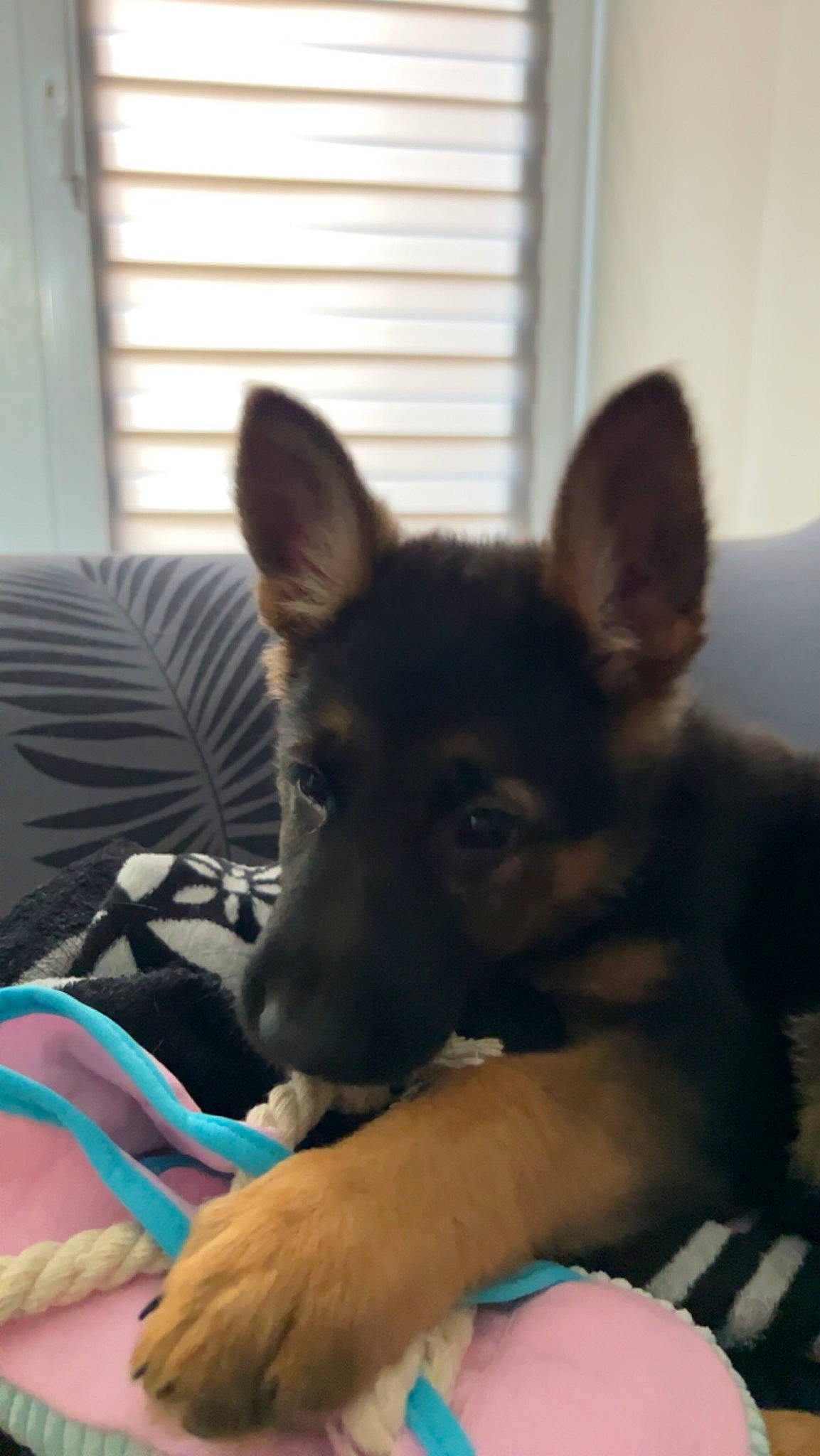 Volt a rejoint le concours — aidez-le/la à gagner de superbes lots ! carnivore, comfort, companion_dog, dog, dog_breed, ear, east_european_shepherd, fawn, fur, german_shepherd_dog, herding_dog, king_shepherd, paw, snout, sporting_group, terrestrial_animal, toy_dog, whiskers, window_blind, working_animal