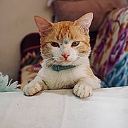 Mandarino joined the competition — help win amazing prizes! animal, blanket, cat, close_up, collar, cozy, cushion, cute, domestic_cat, feline, indoor, looking_at_camera, orange_cat, paws, pet, portrait, resting, soft_focus, whiskers, white_cat