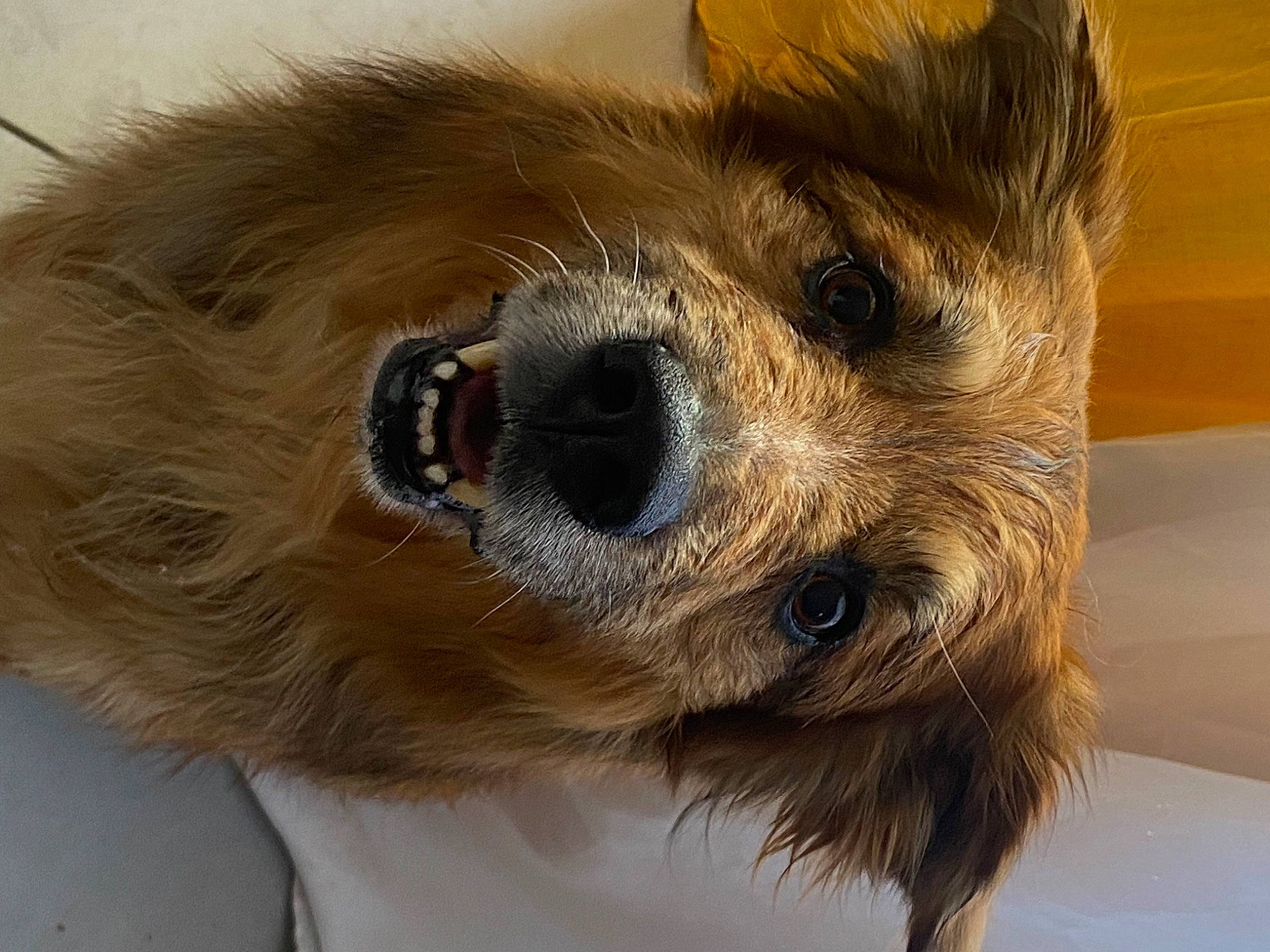 Isaac a rejoint le concours — aidez-le/la à gagner de superbes lots ! canidae, carnivore, close_up, companion_dog, dog, dog_breed, eye, eyewear, fawn, fur, hat, liver, small_terrier, snout, sporting_group, sunglasses, terrier, toy_dog, whiskers, working_animal