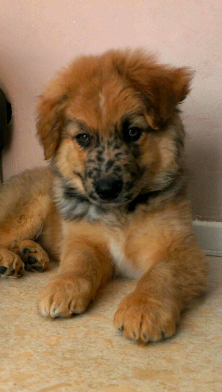 Isaac a rejoint le concours — aidez-le/la à gagner de superbes lots ! ancient_dog_breeds, canidae, carnivore, companion_dog, dog, dog_breed, eye, fawn, fur, head, liver, paw, puppy, snout, sporting_group, terrestrial_animal, toy_dog, whiskers, working_animal, working_dog