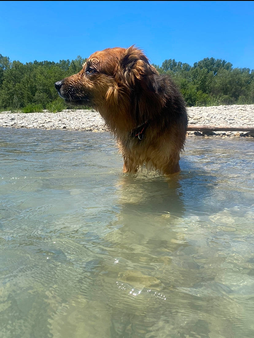Isaac participe au concours pour gagner de l'argent avec cette photo : beach, canidae, carnivore, dobermann, dog, dog_breed, fawn, fun, giant_dog_breed, lake, liver, sky, sporting_group, terrestrial_animal, tree, water, water_resources, wildlife, working_animal, working_dog
