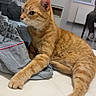 cat, orange_tabby, pet, feline, animal, portrait, indoors, living_room, sofa, couch, relaxed, sitting, lying_down, whiskers, ears, fur, striped_fur, paws, home, close_up