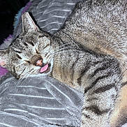 Leo is registered to the contest to win money with this photo: cat, tabby, sleeping, tongue_out, close_up, pet, feline, fur, whiskers, ears, nose, blanket, soft_texture, cozy, indoor, resting, cute, animal, relaxed, portrait