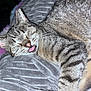 cat, tabby, sleeping, tongue_out, close_up, pet, feline, fur, whiskers, ears, nose, blanket, soft_texture, cozy, indoor, resting, cute, animal, relaxed, portrait