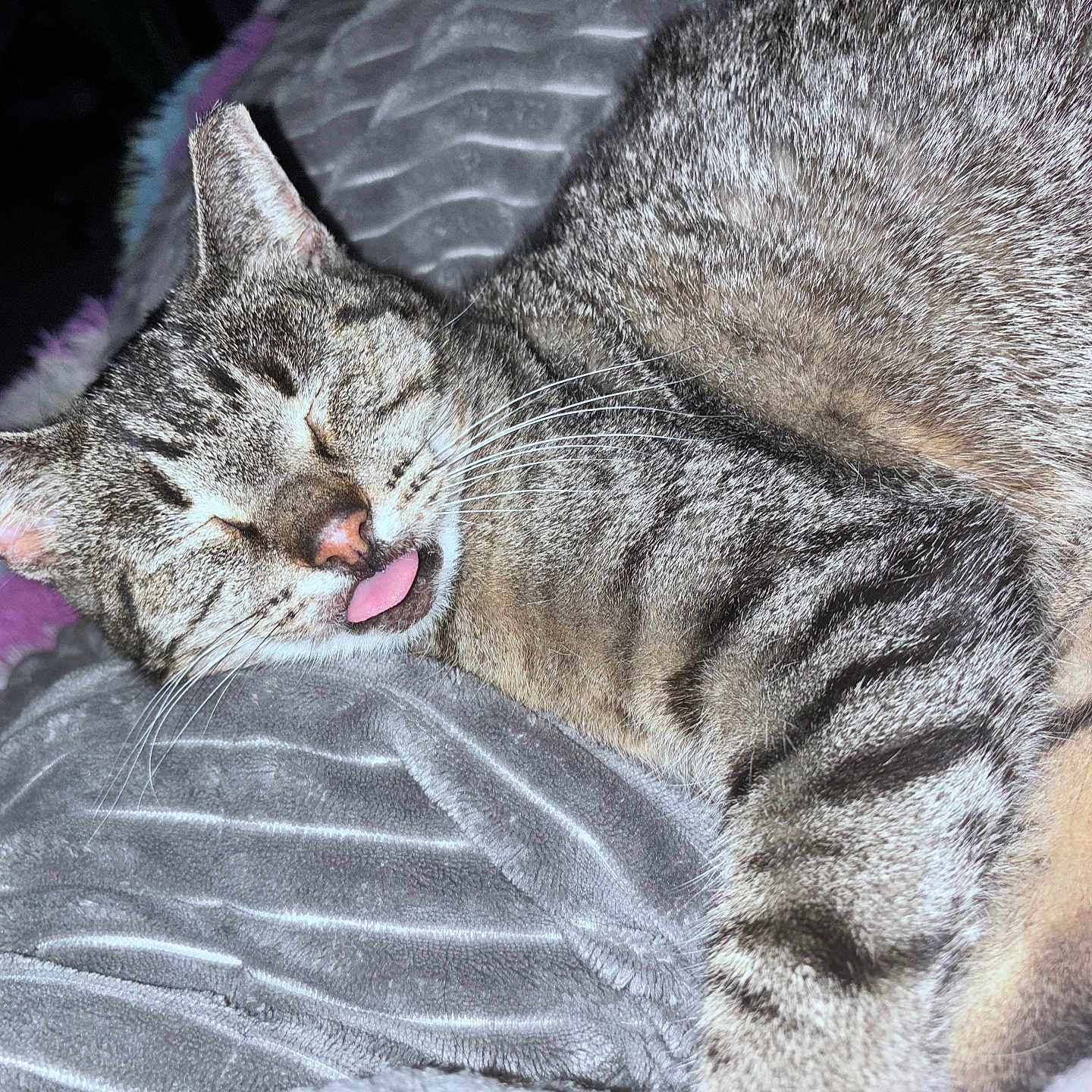 Leo is registered to the contest to win money with this photo: animal, blanket, cat, close_up, cozy, cute, ears, feline, fur, indoor, nose, pet, portrait, relaxed, resting, sleeping, soft_texture, tabby, tongue_out, whiskers