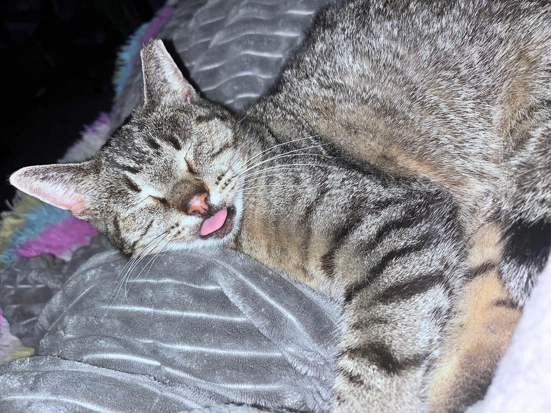 Leo is registered to the contest to win money with this photo: cat, tabby, sleeping, tongue_out, close_up, pet, feline, fur, whiskers, ears, nose, blanket, soft_texture, cozy, indoor, resting, cute, animal, relaxed, portrait