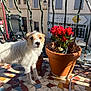 dog, flower_pot, red_flowers, terracotta_pot, balcony, mosaic_tiles, sunlight, shadow, street, building, wrought_iron, curious, pet, outdoor, daytime, plant, nature, small_dog, fur, window
