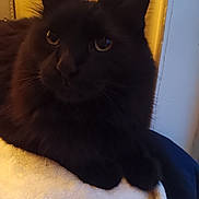 Thaddeus Binx joined the competition — help win amazing prizes! black_cat, cat, pet, animal, fluffy, close_up, indoor, blanket, fur, whiskers, ears, eyes, relaxed, resting, soft, cozy, yellow_wall, texture, warm_lighting, domestic_cat