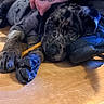 Guido joined the competition — help win amazing prizes! animal, black_shoe, chew_stick, close_up, companion, cute, dog, domestic, floor, hand, indoor, paw, pet, puppy, relaxed, resting, shoe, speckled_fur, wooden_floor, young_dog