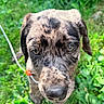 Guido is registered to the contest to win money with this photo: adorable, animal, brindle, canine, close_up, curious, daylight, dog, ears, face, grass, greenery, leash, nature, outdoor, pet, puppy, snout, whiskers, young_dog
