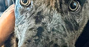 Guido is registered to the contest to win money with this photo: animal, canine, close_up, curious, dog, expression, eyes, face, friendly, fur, indoor, looking, macro, muzzle, nose, pet, portrait, snout, speckled_coat, whiskers