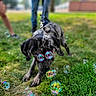 dog, bubbles, grass, leash, outdoor, playful, pet, animal, black_and_gray, curious, canine, nature, blurred_background, legs, walking, funny, colorful, summer, park, young_dog