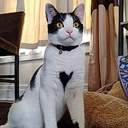 Sir Tyson joined the competition — help win amazing prizes! accessories, animal, architecture, building, cat, chair, clothing, couch, curtain, cushion, footwear, furniture, homedecor, indoors, livingroom, pet, plant, pottedplant, room, shoe