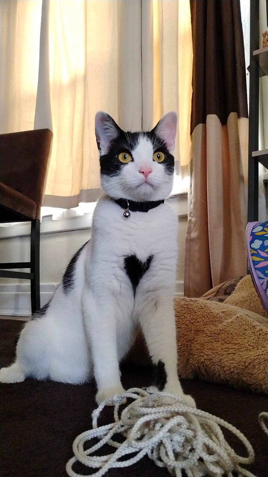 Sir Tyson joined the competition — help win amazing prizes! accessories, animal, architecture, building, cat, chair, clothing, couch, curtain, cushion, footwear, furniture, homedecor, indoors, livingroom, pet, plant, pottedplant, room, shoe