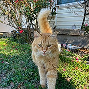 Summer is registered to the contest to win money with this photo: cat, orange_tabby, animal, pet, grass, garden, outdoor, greenery, flower, house, fur, whiskers, tail, walking, nature, sunlight, daylight, plants, closeup, mammal