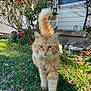 cat, orange_tabby, animal, pet, grass, garden, outdoor, greenery, flower, house, fur, whiskers, tail, walking, nature, sunlight, daylight, plants, closeup, mammal