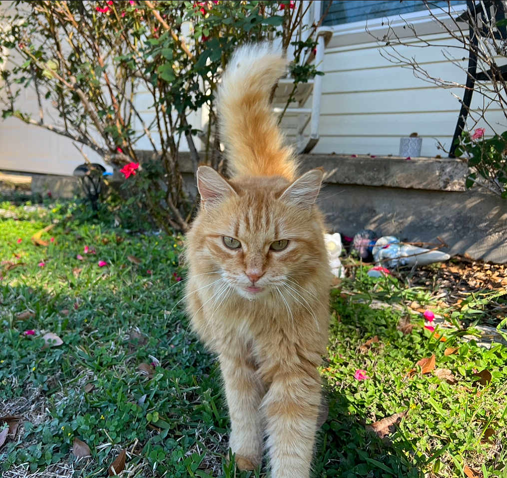 Summer is registered to the contest to win money with this photo: cat, orange_tabby, animal, pet, grass, garden, outdoor, greenery, flower, house, fur, whiskers, tail, walking, nature, sunlight, daylight, plants, closeup, mammal