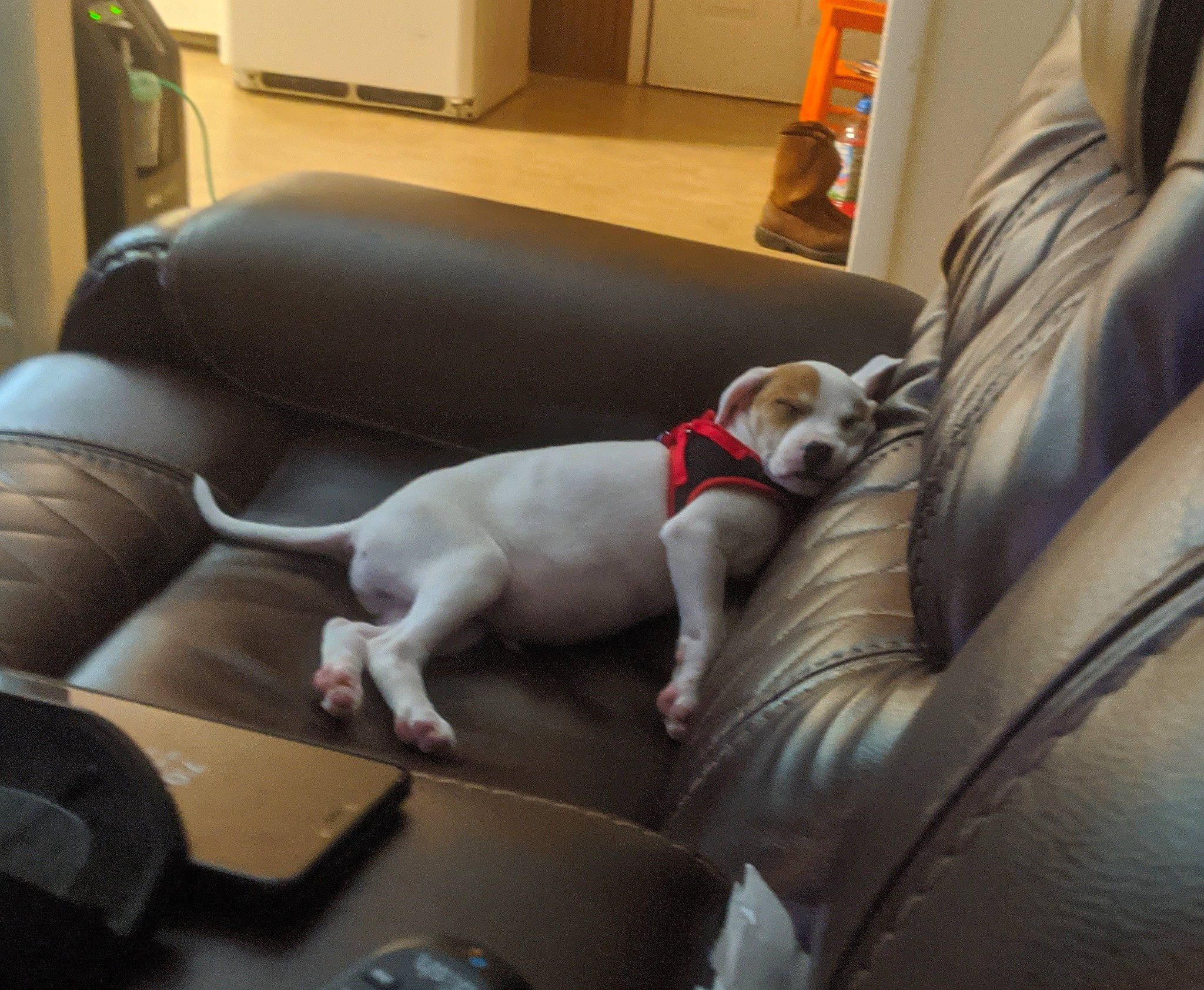 Dino is registered to the contest to win money with this photo: american_bulldog, boston_terrier, canidae, carnivore, chair, comfort, companion_dog, couch, dog, dog_breed, fawn, furniture, leg, non_sporting_group, sporting_group