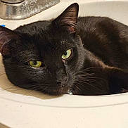 Blackie joined the competition — help win amazing prizes! cat, black_cat, sink, bathroom, faucet, domestic, pet, relaxed, close_up, fur, whiskers, green_eyes, resting, indoor, animal, cute, sleepy, household, portrait, comfort