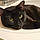 Blackie