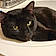 Blackie