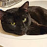 cat, black_cat, sink, bathroom, faucet, domestic, pet, relaxed, close_up, fur, whiskers, green_eyes, resting, indoor, animal, cute, sleepy, household, portrait, comfort