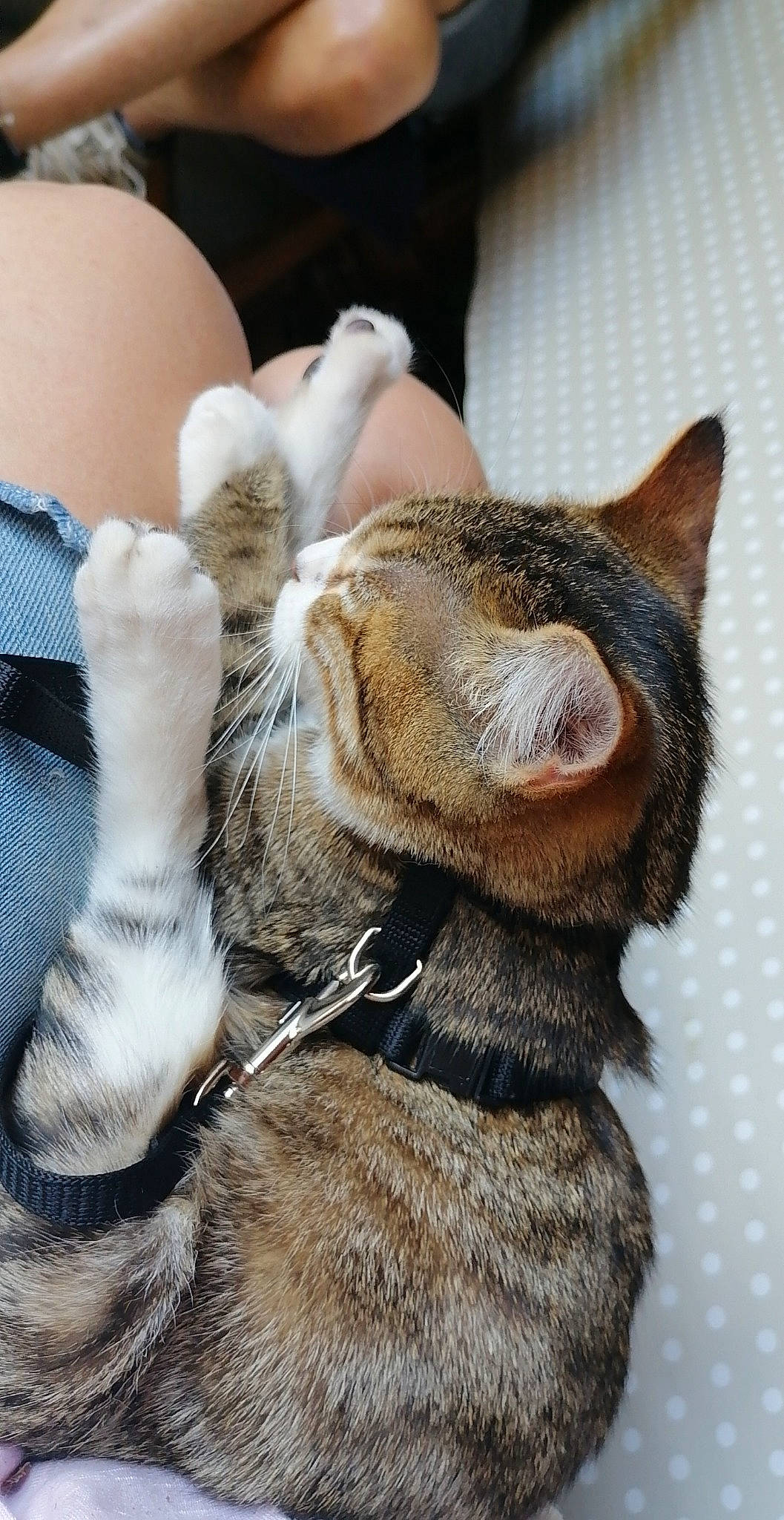 Yuki a rejoint le concours — aidez-le/la à gagner de superbes lots ! carnivore, cat, claw, collar, comfort, domestic_short_haired_cat, ear, fawn, felidae, fur, gesture, human_leg, nail, paw, small_to_medium_sized_cats, snout, sporting_group, tail, whiskers, wildlife