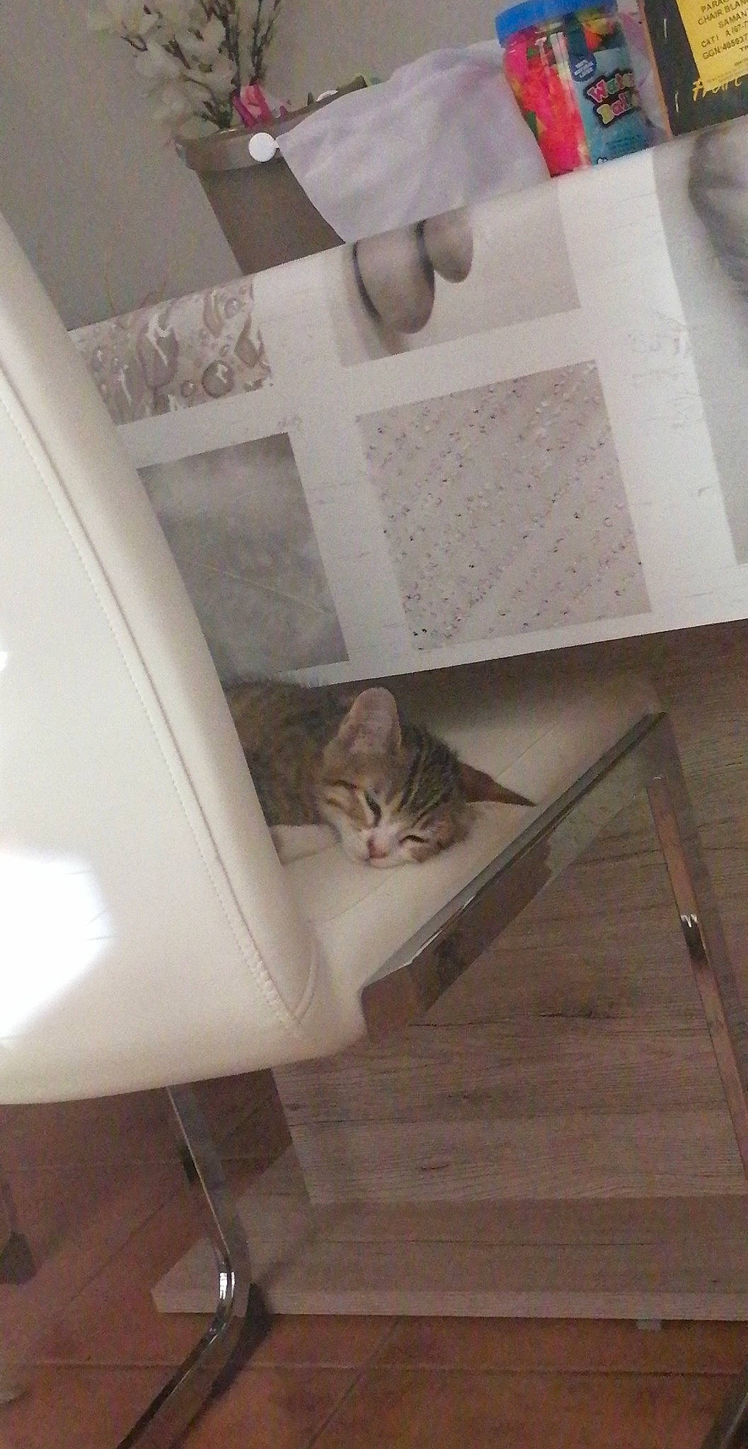 Yuki participe au concours pour gagner de l'argent avec cette photo : carnivore, cat, ceiling, chair, comfort, couch, domestic_short_haired_cat, felidae, floor, flooring, grey, hardwood, interior_design, linens, small_to_medium_sized_cats, stairs, table, tail, whiskers, wood