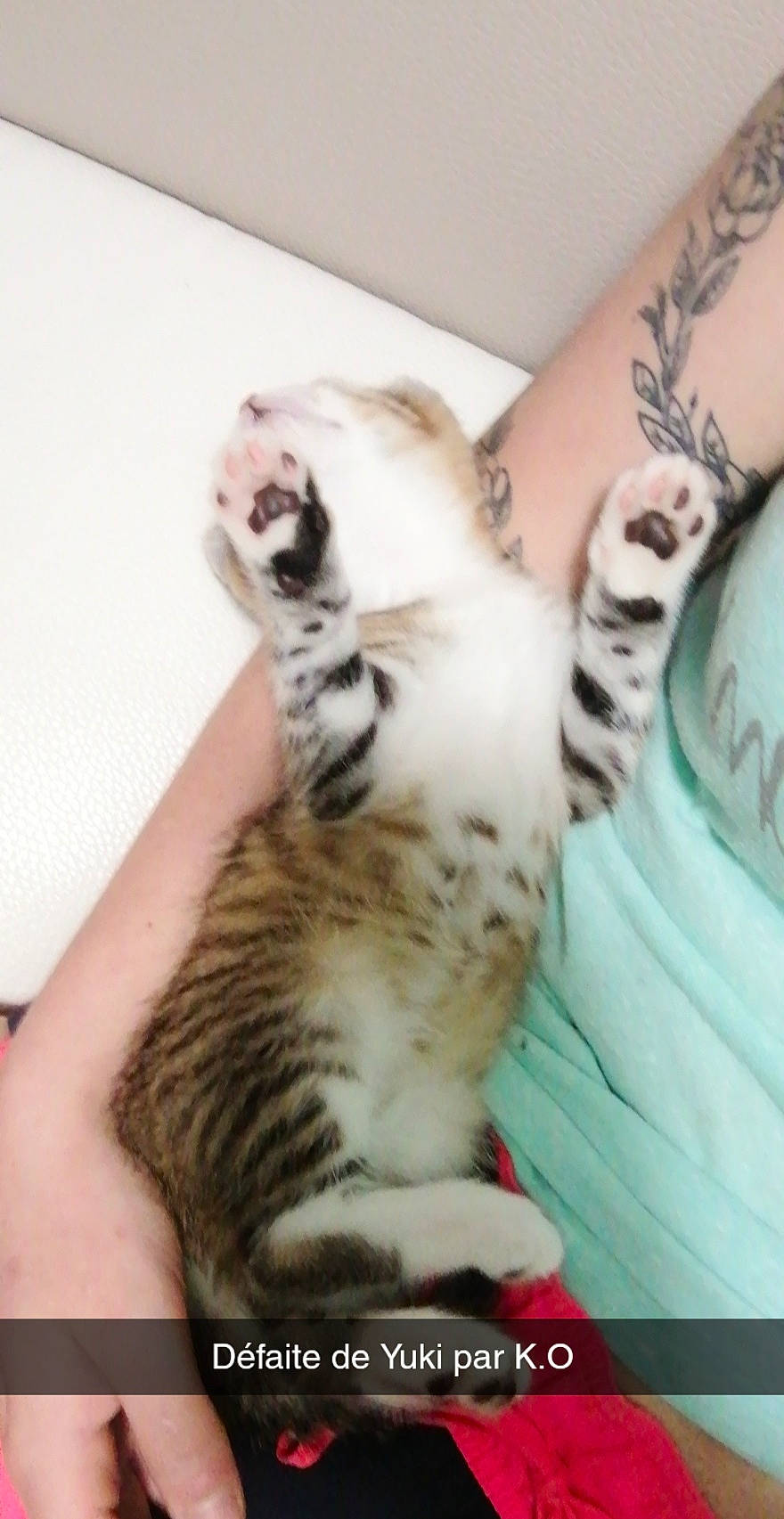 Yuki a rejoint le concours — aidez-le/la à gagner de superbes lots ! canidae, carnivore, cat, comfort, domestic_short_haired_cat, fawn, felidae, foot, fur, gesture, human_leg, nail, paw, small_to_medium_sized_cats, snout, tail, terrestrial_animal, thigh, toe, whiskers