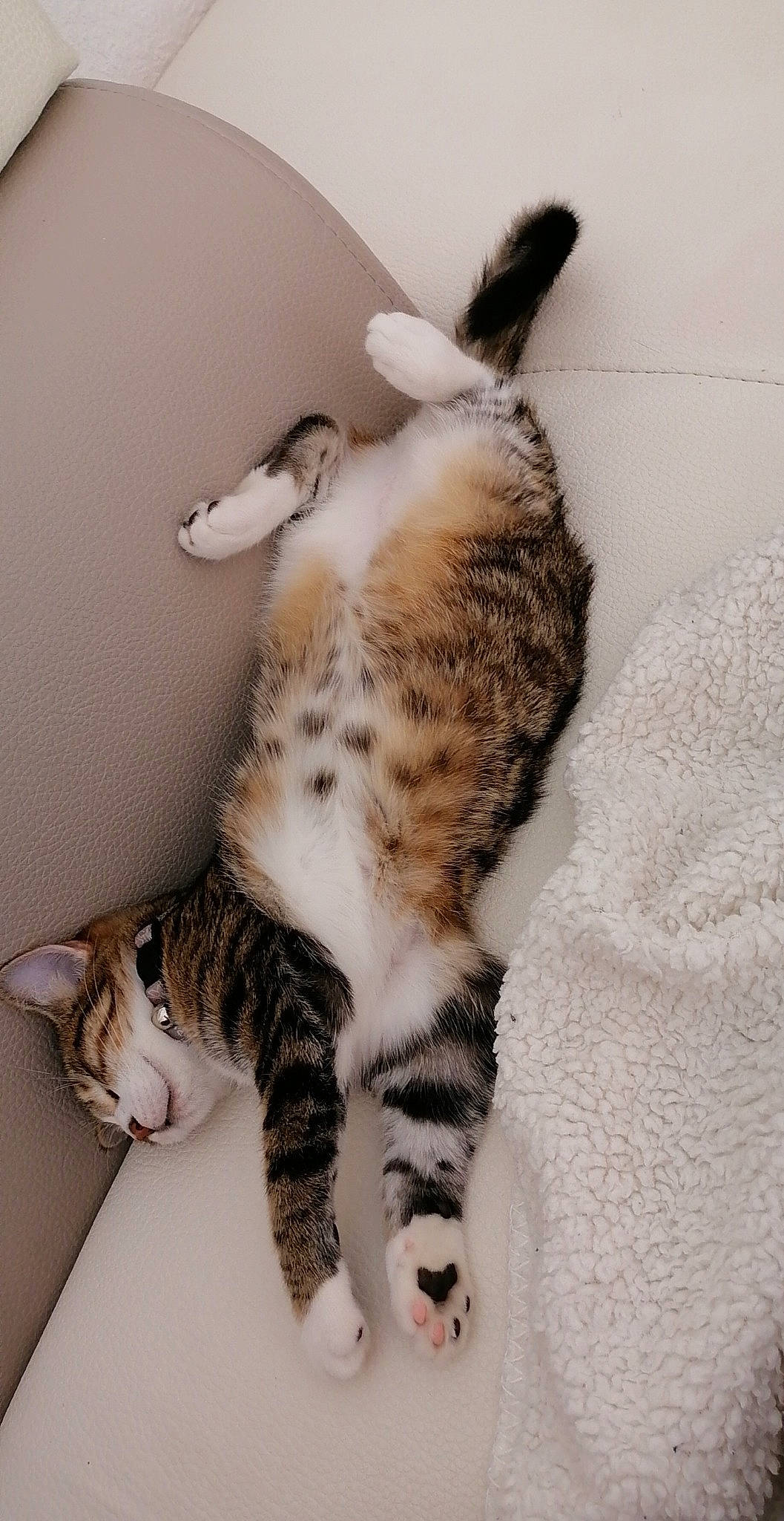Yuki a rejoint le concours — aidez-le/la à gagner de superbes lots ! bed, canidae, carnivore, cat, claw, comfort, dog_breed, domestic_short_haired_cat, fawn, felidae, foot, fur, nap, paw, small_to_medium_sized_cats, snout, tail, terrestrial_animal, whiskers