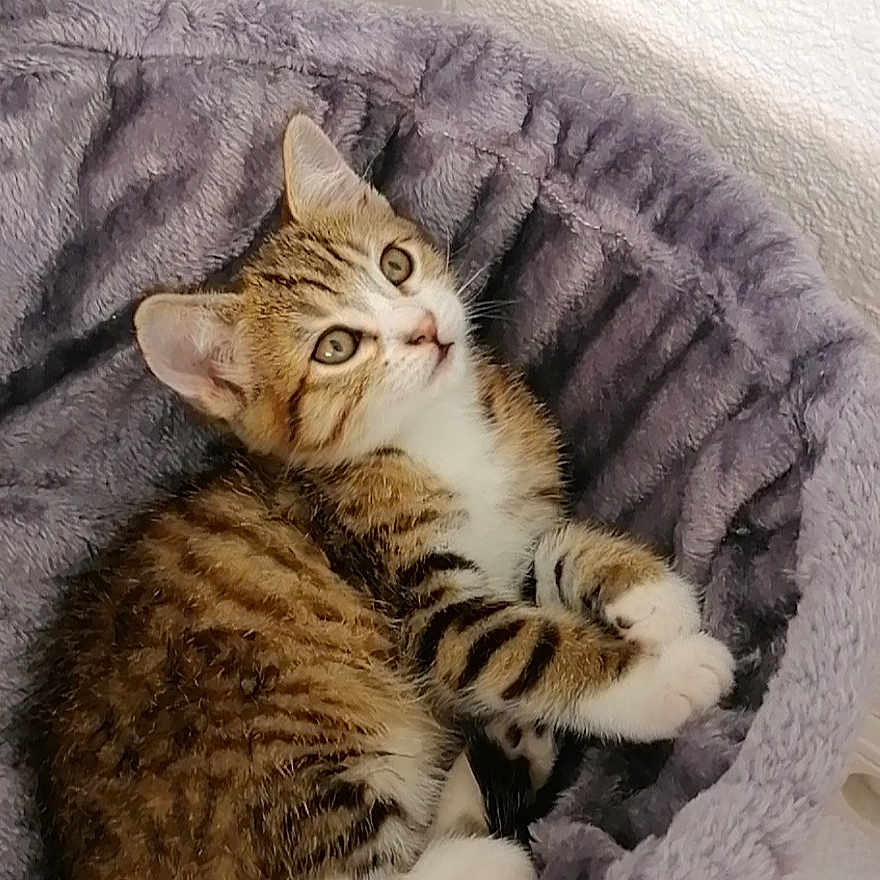 Yuki