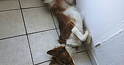 Vaya a rejoint le concours — aidez-le/la à gagner de superbes lots ! dog, brown_and_white, lying_down, on_back, tile_floor, door, corner, shoes, sneakers, pet, indoor, relaxed, fur, paws_up, wall, collar, domestic_animal, quiet, resting, house