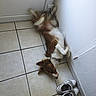 dog, brown_and_white, lying_down, on_back, tile_floor, door, corner, shoes, sneakers, pet, indoor, relaxed, fur, paws_up, wall, collar, domestic_animal, quiet, resting, house