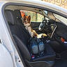 dog, car, interior, driver_seat, open_door, bag, sunshade, stone_wall, happy, pet, leash, black_seat, dashboard, steering_wheel, window, outdoor, vehicle, canine, seat_belt, daylight
