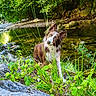 dog, border_collie, grass, river, rocks, water, greenery, nature, outdoor, wet_fur, stream, plants, forest, curious, canine, animal, wildlife, summer, daylight, landscape