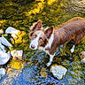 dog, water, stream, rocks, outdoor, nature, animal, canine, brown, white, fur, ears, eyes, shallow_water, reflection, sunlight, greenery, riverbed, wet, curious